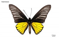 藏品(珠光裳鳳蝶)的圖片